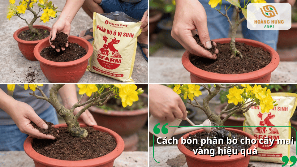 Cách bón phân bò cho cây mai vàng hiệu quả qua các bước bổ sung và chăm sóc đất trong chậu.