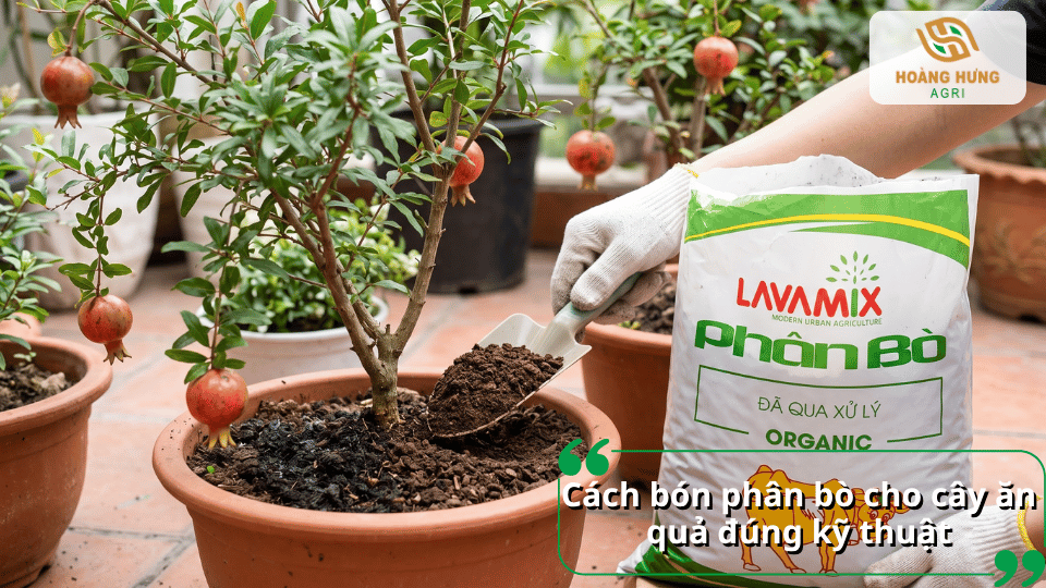 Hướng dẫn bón phân bò cho cây ăn trái đúng kỹ thuật, giúp cây hấp thu dinh dưỡng hiệu quả.