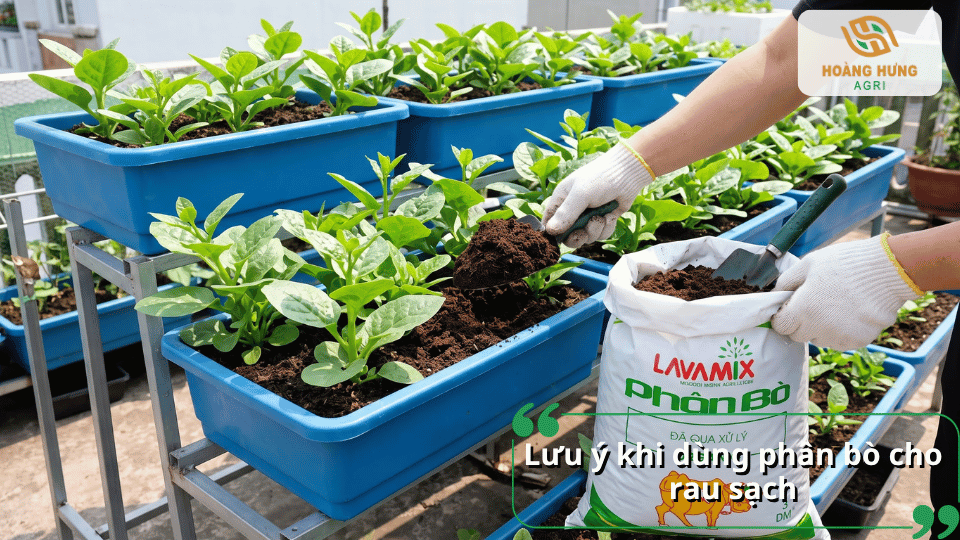 Lưu ý khi sử dụng phân bò cho rau sạch để đảm bảo bón đúng cách và phù hợp với cây.