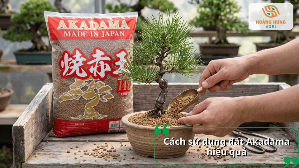 Cách sử dụng đất Akadama hiệu quả khi trồng và chăm sóc cây bonsai.