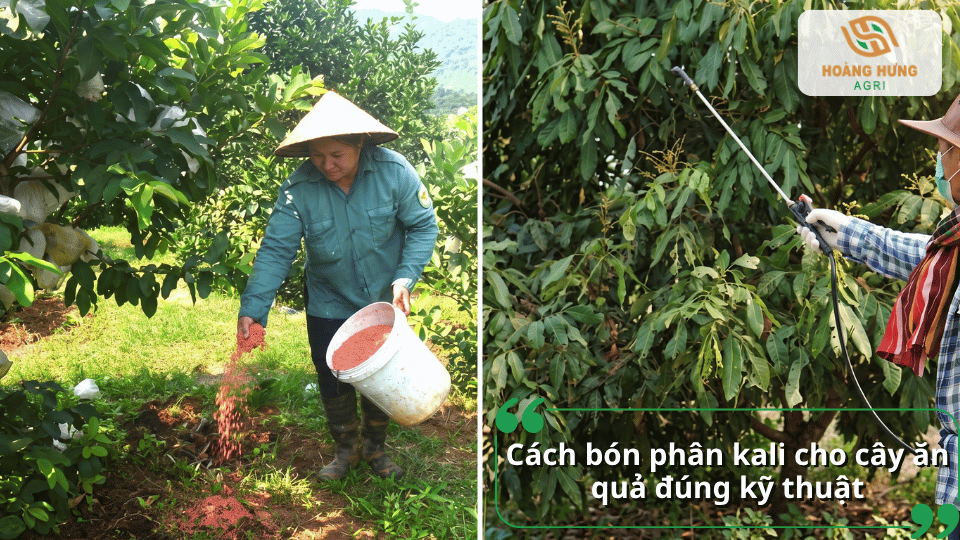Cách bón phân kali cho cây ăn quả đúng kỹ thuật và phù hợp với nhu cầu của cây.