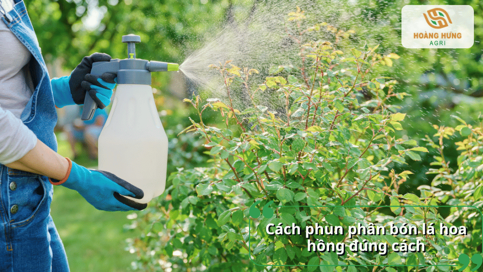 Cách phun phân bón lá hoa hồng đúng cách bằng bình phun, giúp dung dịch được phân bố đều