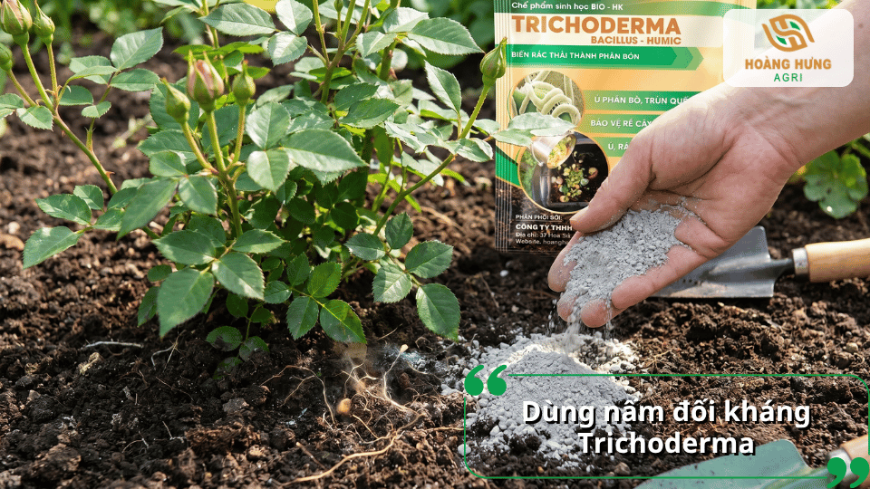 Dùng nấm đối kháng Trichoderma để hỗ trợ phòng trị nấm và bảo vệ bộ rễ hoa hồng