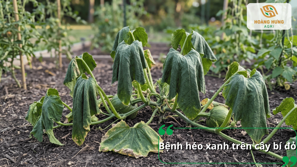 Bệnh héo xanh trên cây bí đỏ khiến lá và thân cây héo rũ, ảnh hưởng sinh trưởng.