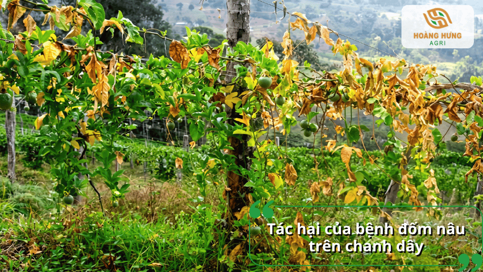 Tác hại của bệnh đốm nâu trên chanh dây khiến lá vàng, khô héo và ảnh hưởng đến năng suất.