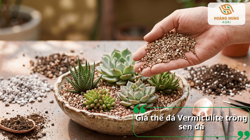 Giá thể đá Vermiculite trồng sen đá dạng hạt nhỏ màu nâu vàng, được sử dụng để phối trộn và phủ bề mặt giá thể cho cây.