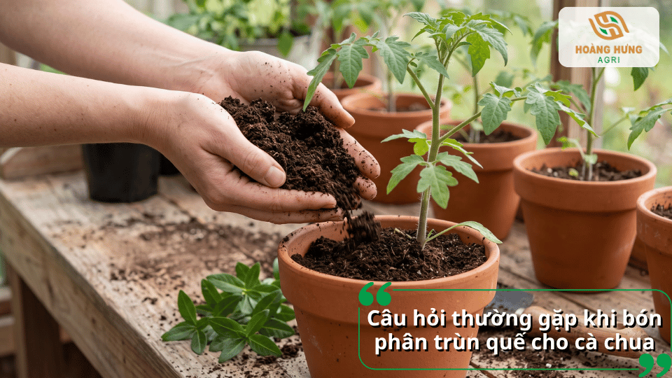 Câu hỏi thường gặp khi bón phân trùn quế cho cây cà chua.