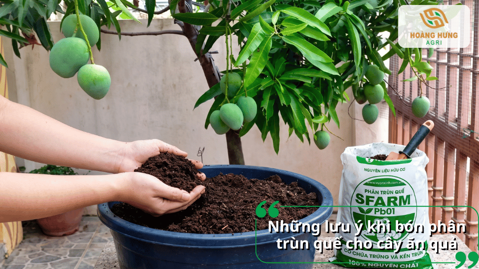 Những lưu ý khi bón phân trùn quế cho cây ăn quả để sử dụng đúng cách.