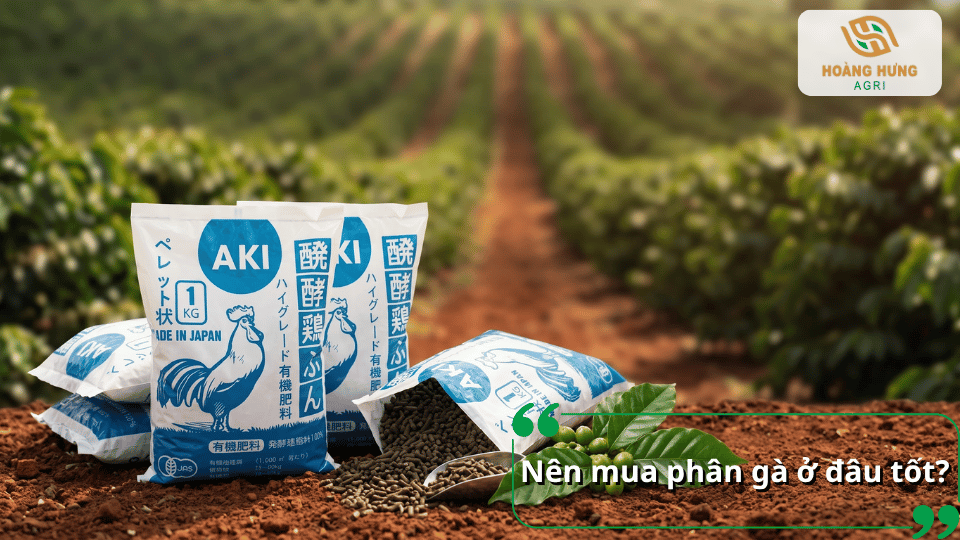 Lưu ý khi bón phân gà cho cây cà phê, từ cách rải phân đến sử dụng phù hợp với từng giai đoạn của cây.
