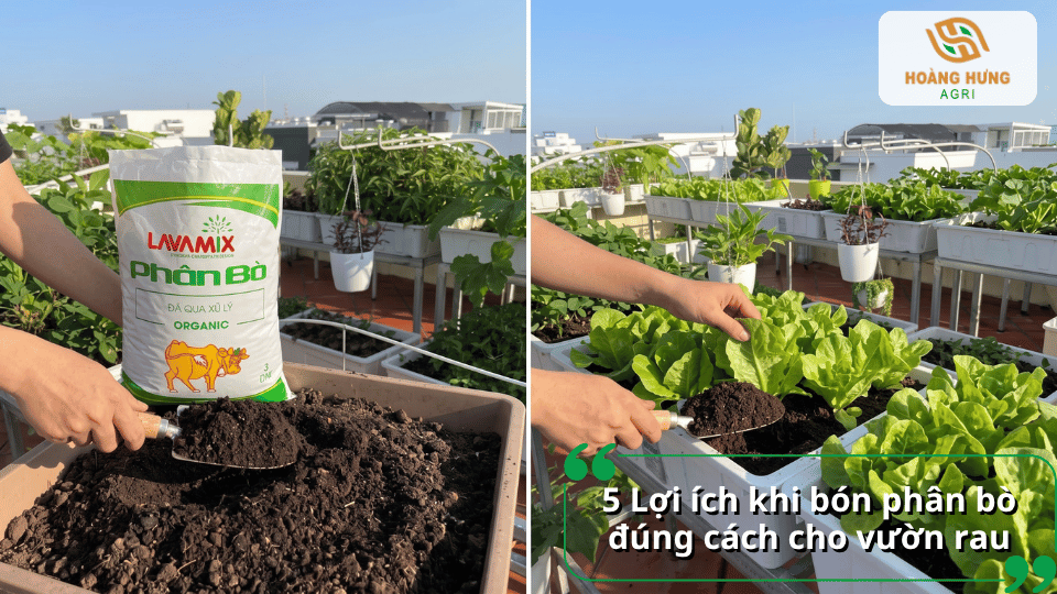 5 lợi ích khi bón phân bò đúng cách cho vườn rau, giúp bổ sung dinh dưỡng và cải thiện đất.