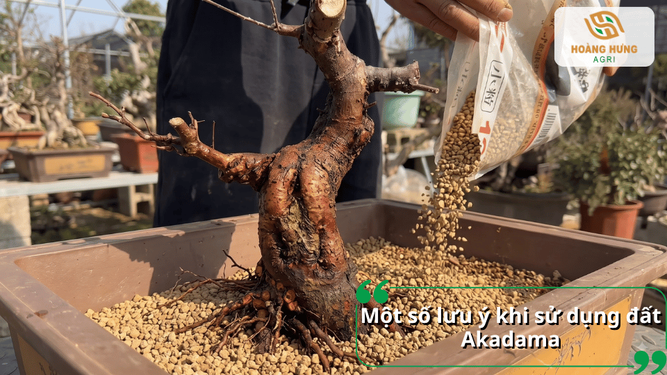 Câu hỏi thường gặp về đất Akadama và cách sử dụng loại giá thể này phù hợp cho cây bonsai và các loại cây trồng chậu.