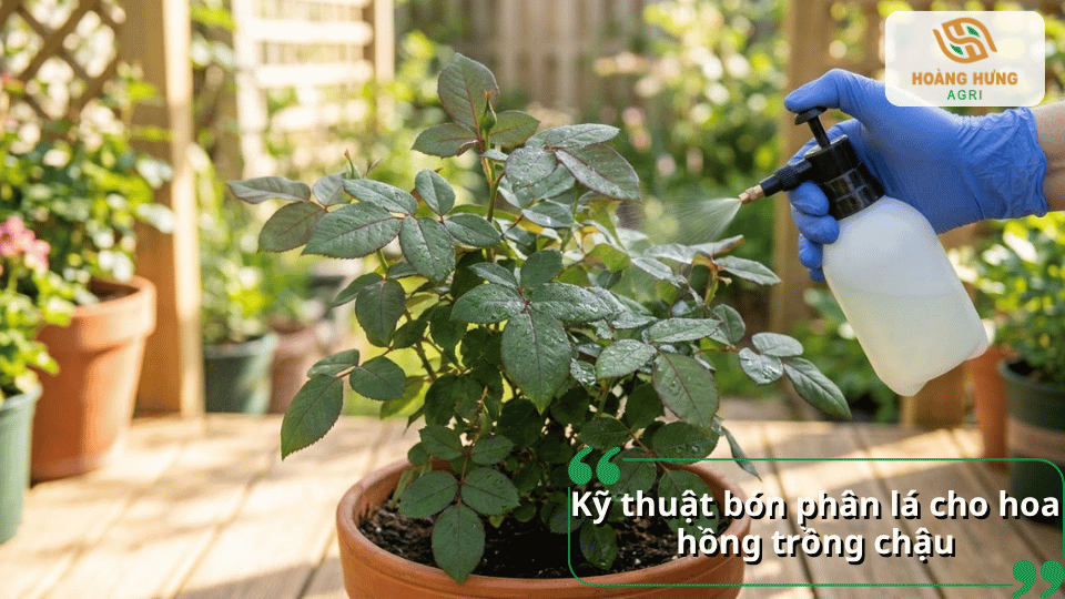 Kỹ thuật bón phân lá cho hoa hồng trồng trong chậu với thao tác phun dung dịch trực tiếp lên tán lá của cây