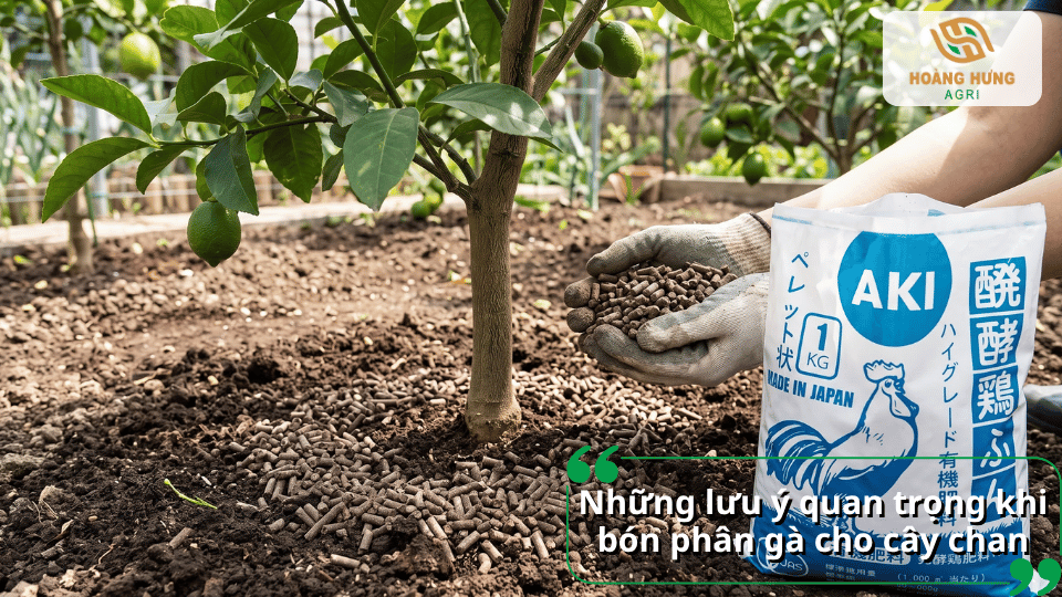Những lưu ý quan trọng khi bón phân gà cho cây chanh để cây phát triển tốt.