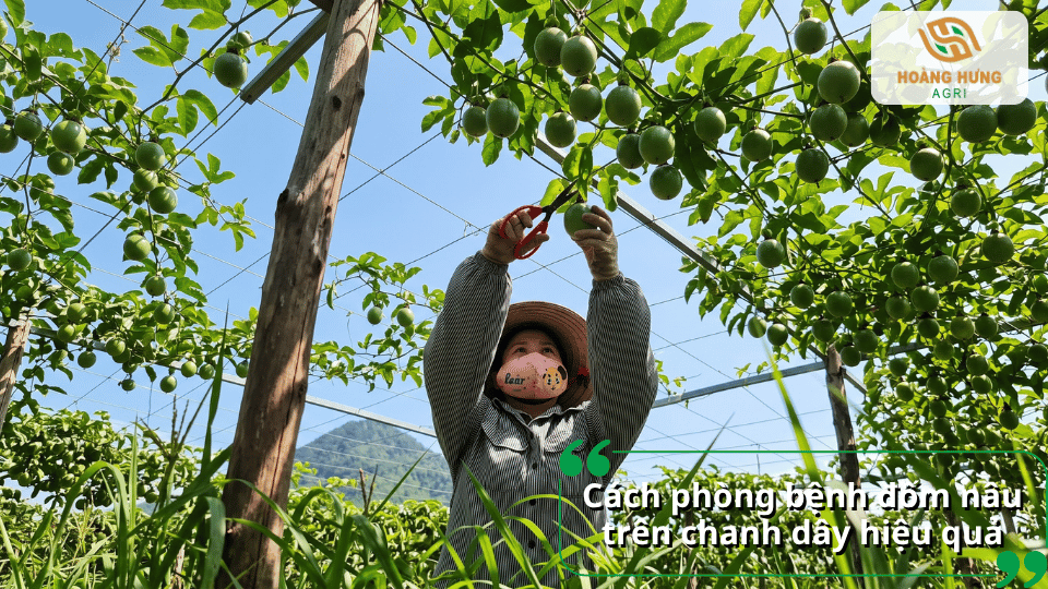 Cách phòng bệnh đốm nâu trên chanh dây hiệu quả thông qua chăm sóc và quản lý vườn.