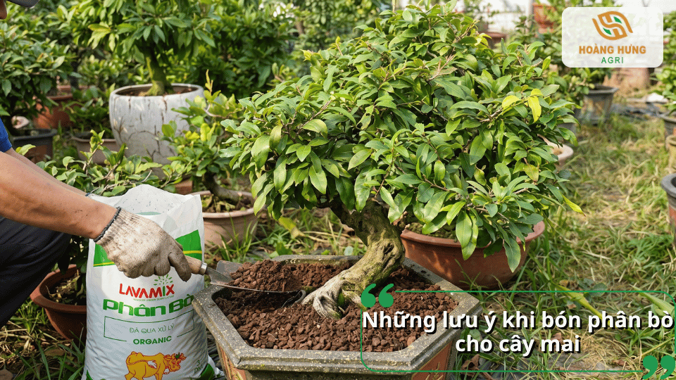 Những lưu ý khi bón phân bò cho cây mai để sử dụng phân đúng cách và phù hợp.