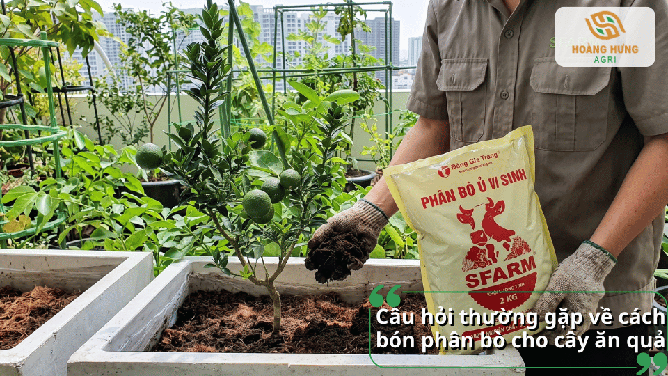Câu hỏi thường gặp về cách bón phân bò cho cây ăn quả và những lưu ý khi sử dụng.