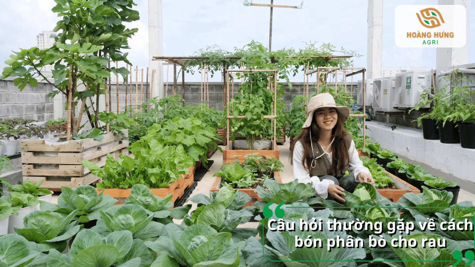 Câu hỏi thường gặp về cách bón phân bò cho rau và cách sử dụng phân bò phù hợp.