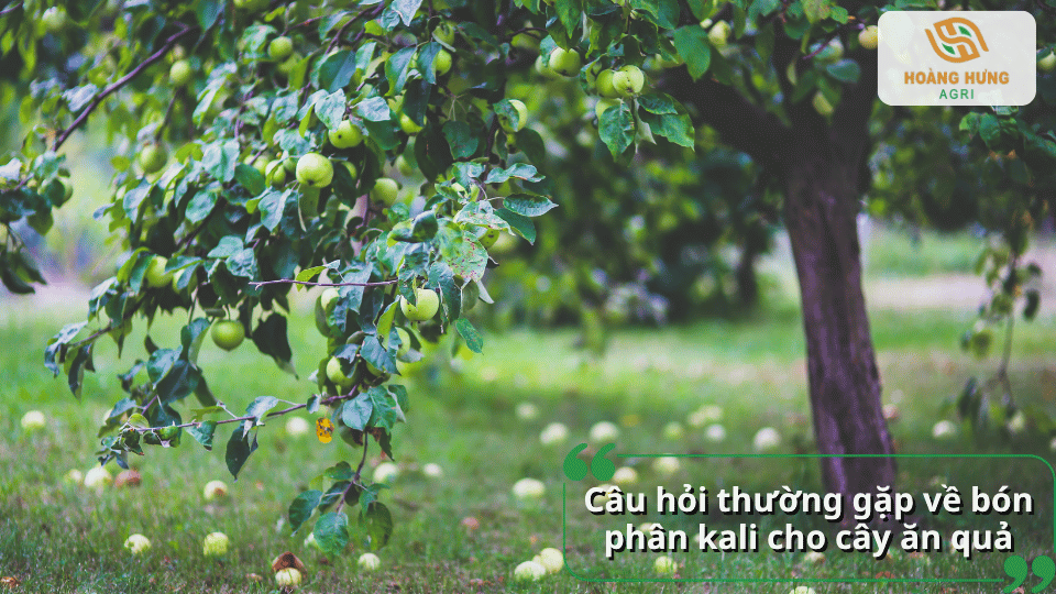 Câu hỏi thường gặp về bón phân kali cho cây ăn quả và cách sử dụng hiệu quả.