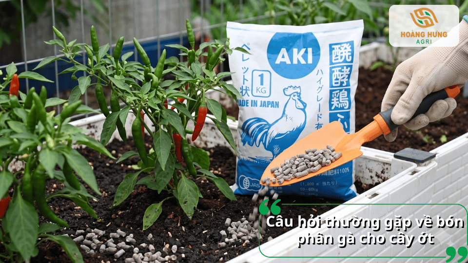 Câu hỏi thường gặp về bón phân gà cho cây ớt và cách sử dụng đúng kỹ thuật.