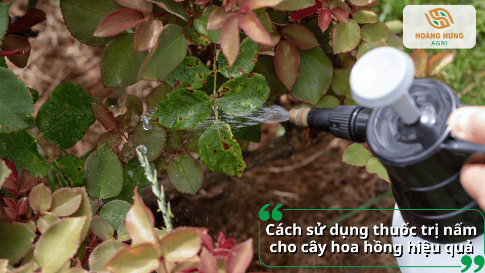 Cách sử dụng thuốc trị nấm cho cây hoa hồng hiệu quả nhằm hỗ trợ kiểm soát nấm bệnh trên cây