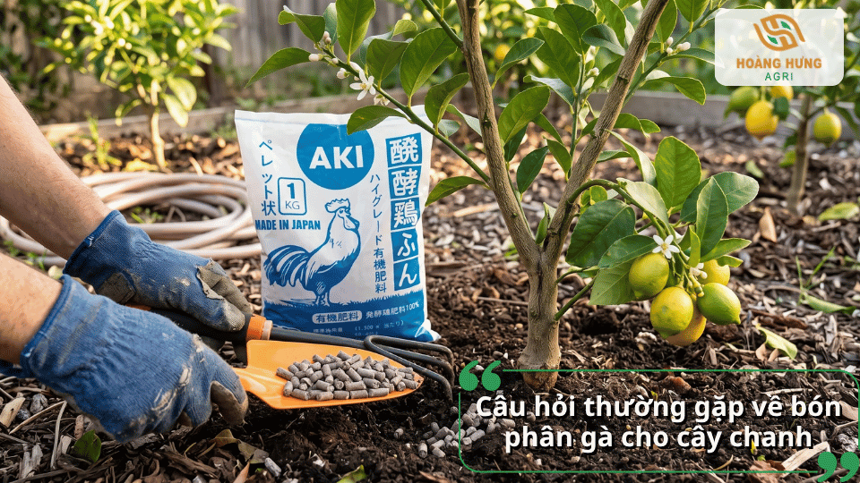Câu hỏi thường gặp về cách bón phân gà cho cây chanh đúng cách.
