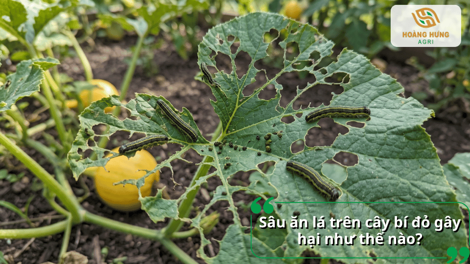 Sâu ăn lá trên cây bí đỏ gây nhiều lỗ thủng, ảnh hưởng đến sinh trưởng của cây.
