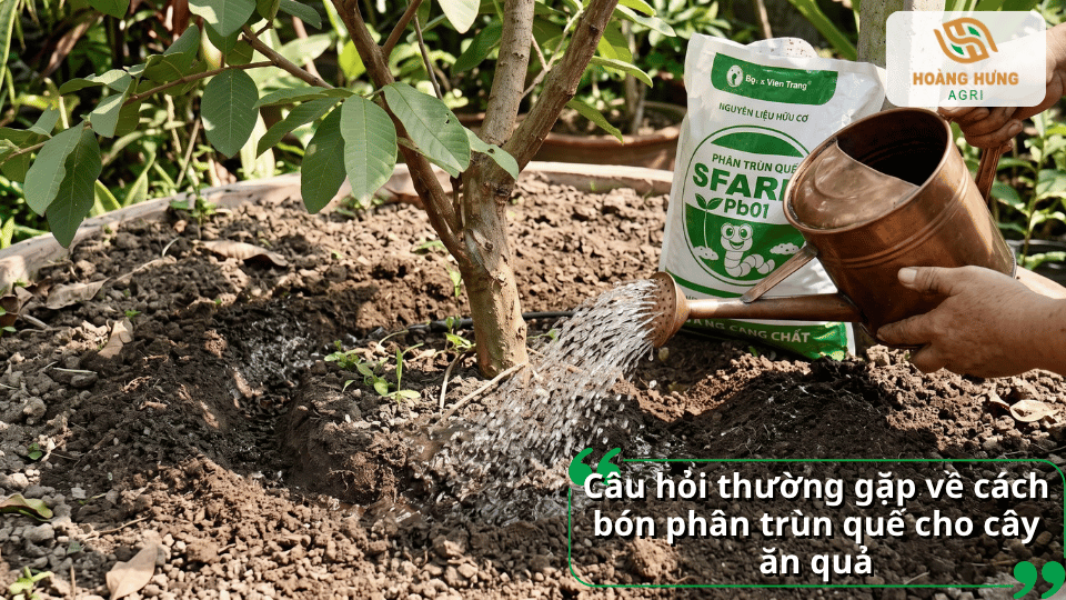 Câu hỏi thường gặp về cách bón phân trùn quế cho cây ăn quả.