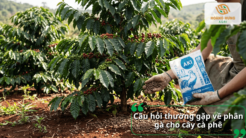Câu hỏi thường gặp về phân gà cho cây cà phê, giải đáp những vấn đề cần biết khi sử dụng và bón phân.