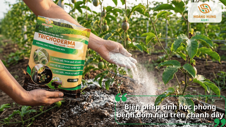 Biện pháp sinh học phòng bệnh đốm nâu trên chanh dây bằng chế phẩm sinh học cho cây.