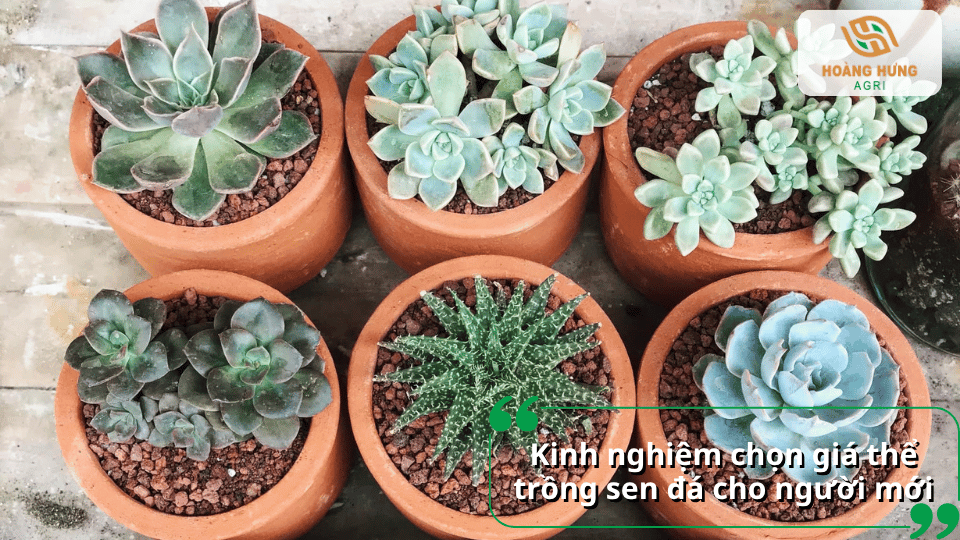 Kinh nghiệm chọn giá thể trồng sen đá cho người mới với nhiều chậu sen đá khỏe mạnh được trồng trong các loại giá thể khác nhau.