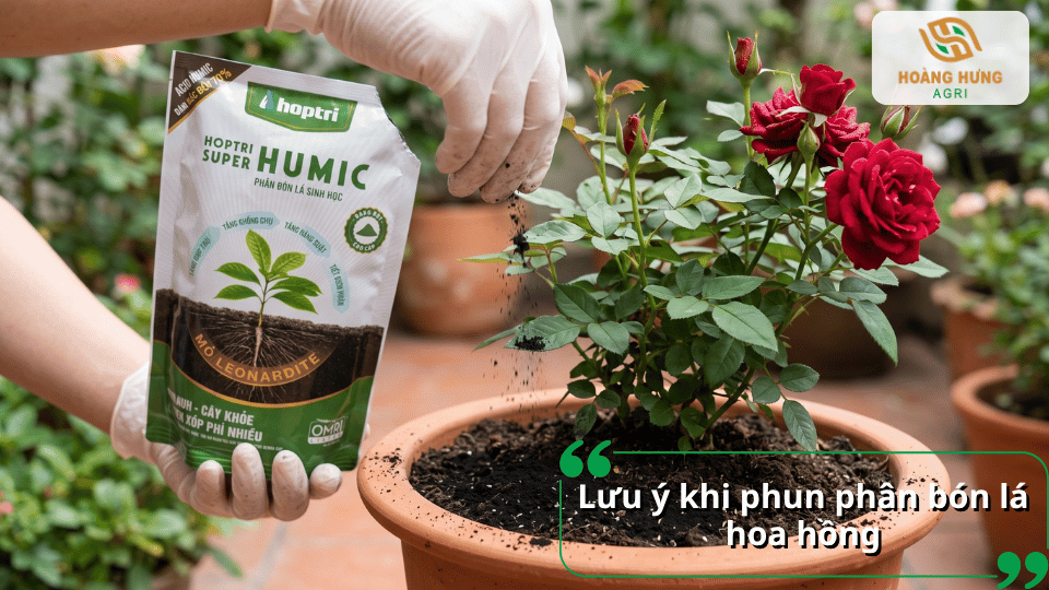 Lưu ý khi phun phân bón lá hoa hồng, kết hợp sử dụng phân hữu cơ và chăm sóc cây đúng cách