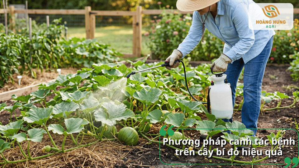Phương pháp canh tác phòng trị bệnh trên cây bí đỏ với hình ảnh phun thuốc chăm sóc cây.