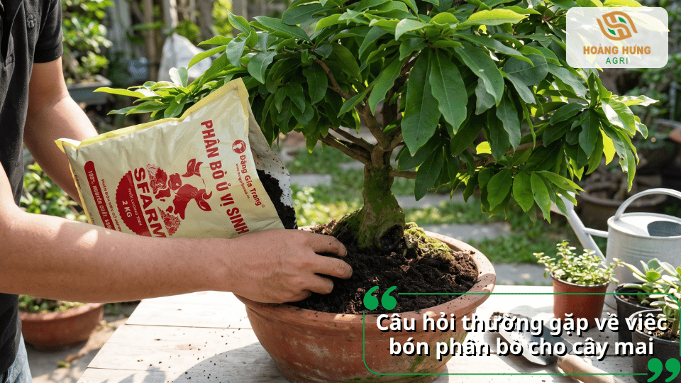 Câu hỏi thường gặp về việc bón phân bò cho cây mai vàng và cách sử dụng phân hiệu quả.