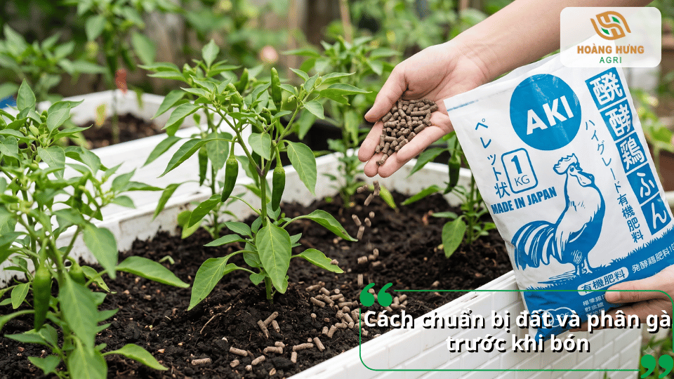 Cách chuẩn bị đất và phân gà trước khi bón cho cây ớt đúng kỹ thuật.