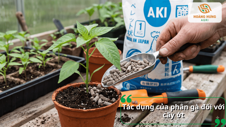 Tác dụng của phân gà đối với cây ớt khi bón đúng cách, giúp cây phát triển khỏe mạnh.